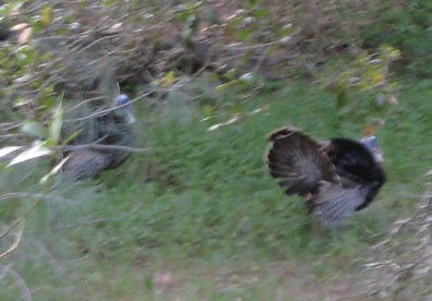 Wild Turkey